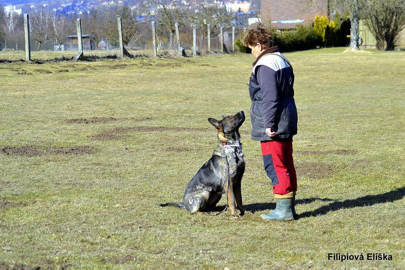 Dogdancing vystoupení na Benefičním plese "Za jeden provaz"