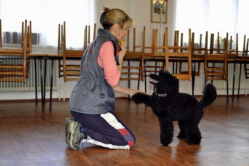 Halový trénink Dogdancing + Velikonoční závod DD