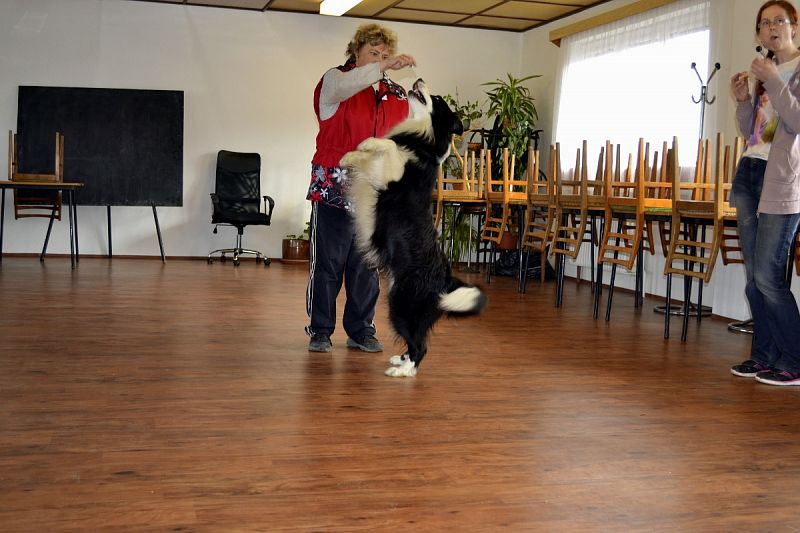 Halový trénink Dogdancing + Velikonoční závod DD