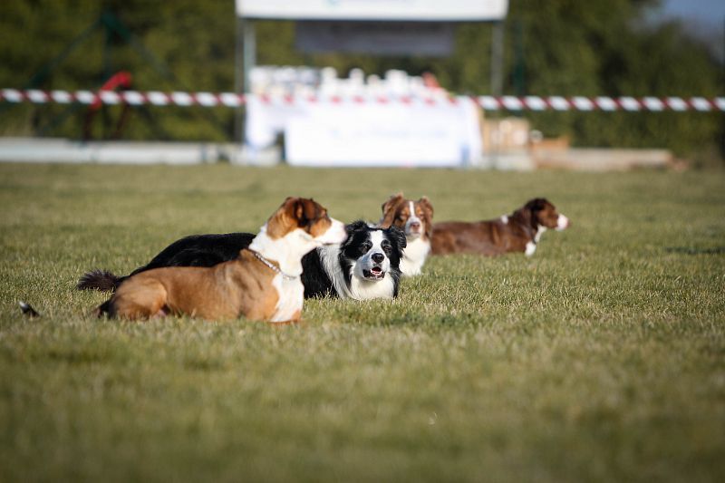 MČR Obedience Praha