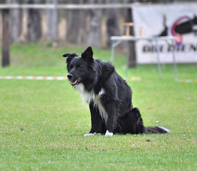 Mistrovství SR BOC v Obedience - Tomášov (Slovensko)