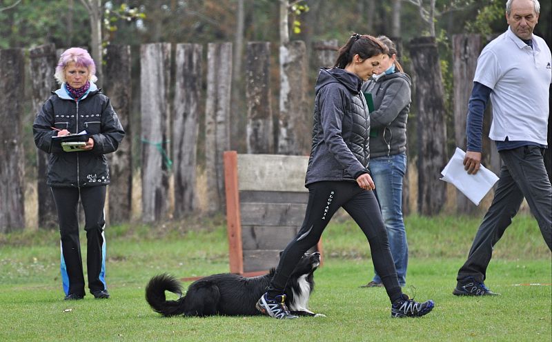 Mistrovství SR BOC v Obedience - Tomášov (Slovensko)