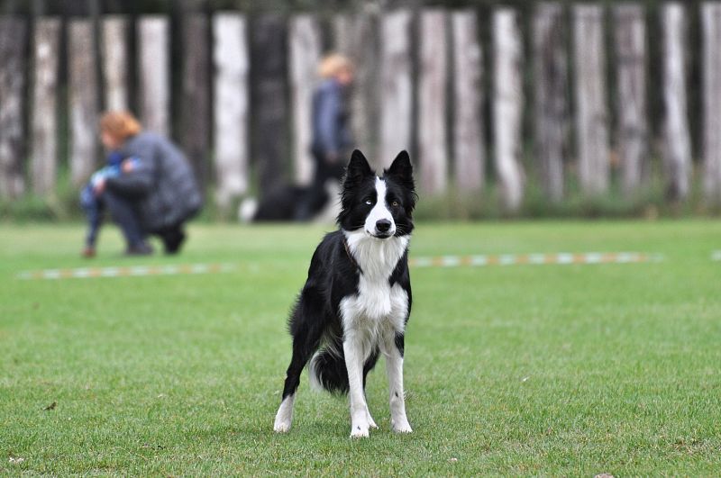 Mistrovství SR BOC v Obedience - Tomášov (Slovensko)