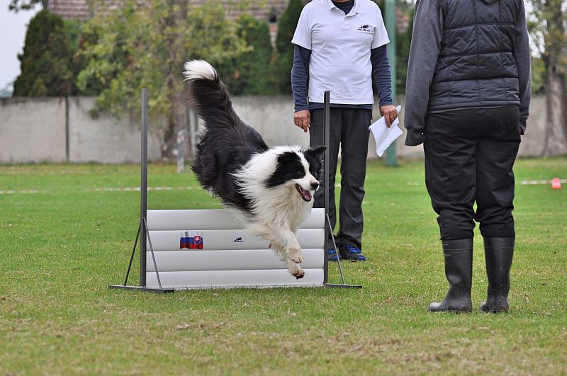 Mistrovství SR BOC v Obedience - Tomášov (Slovensko)