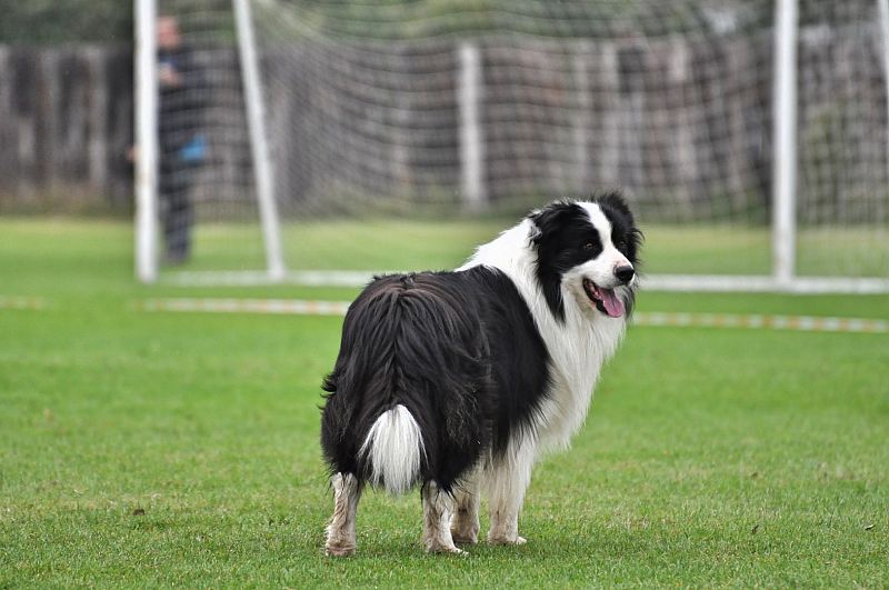 Mistrovství SR BOC v Obedience - Tomášov (Slovensko)