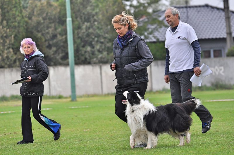 Mistrovství SR BOC v Obedience - Tomášov (Slovensko)