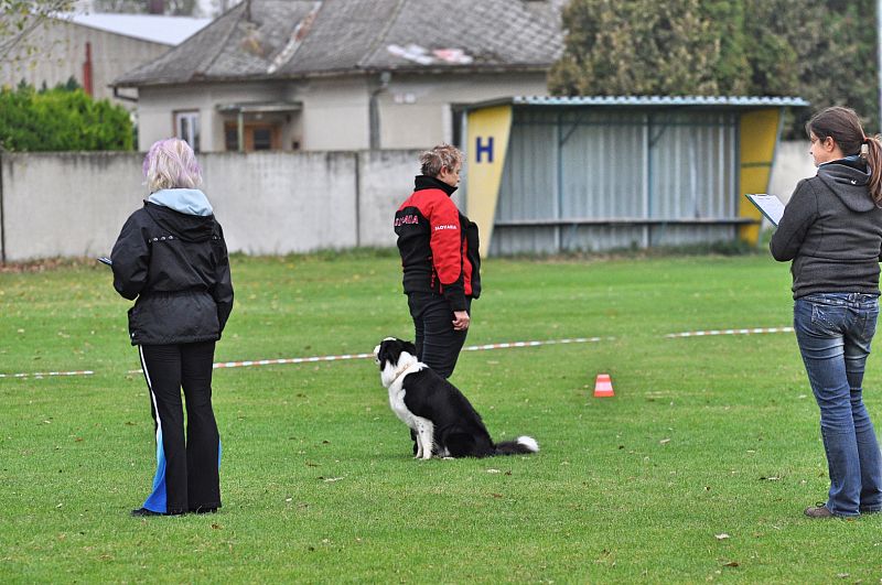 Mistrovství SR BOC v Obedience - Tomášov (Slovensko)