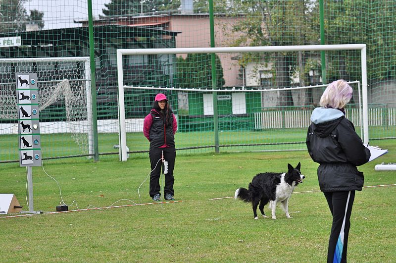 Mistrovství SR BOC v Obedience - Tomášov (Slovensko)