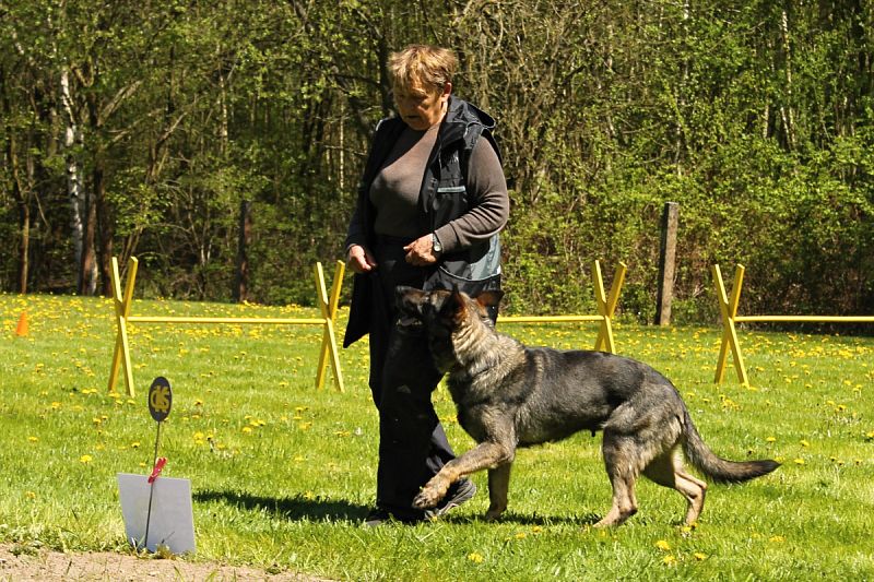 Neoficiální závody Obedience a Rally OB