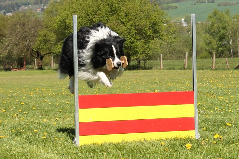 Neoficiální závody Obedience a Rally OB