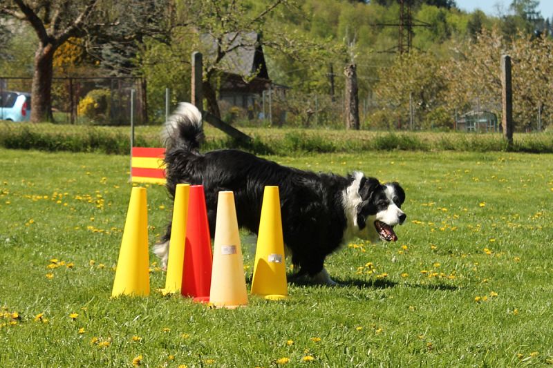 Neoficiální závody Obedience a Rally OB