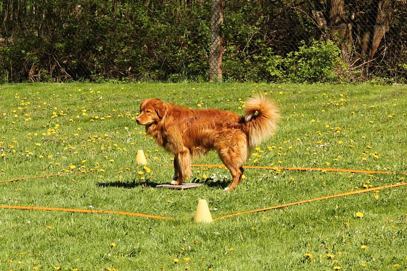 Neoficiální závody Obedience a Rally OB