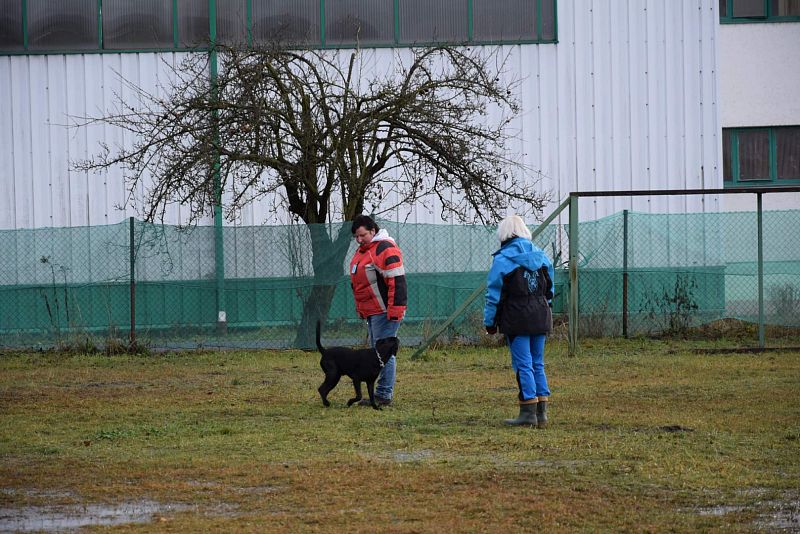 O Vánočního Amura -  Vikýřovice