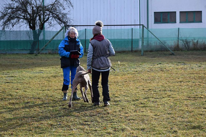 O Vánočního Amura -  Vikýřovice