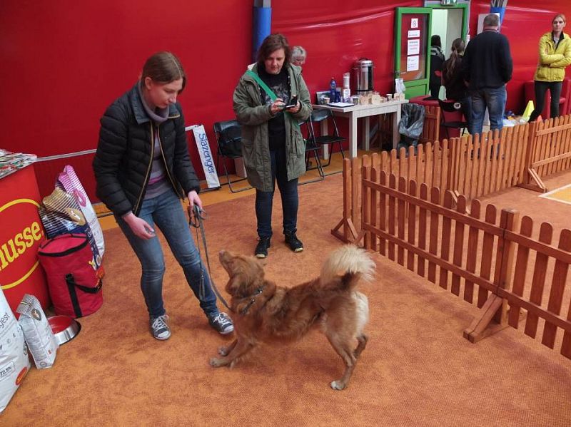 Obedience závody Polsko "O Puchar Karolinki" Opole