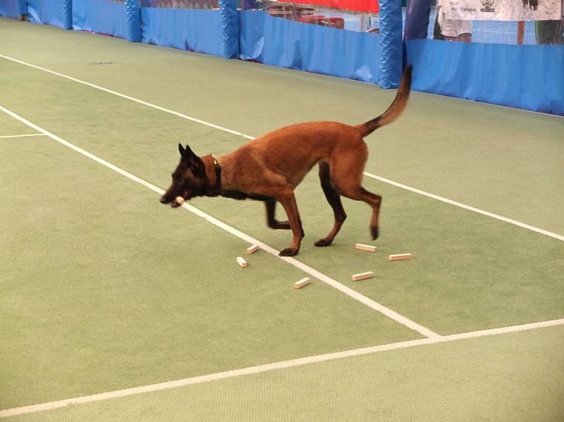 Obedience závody Polsko "O Puchar Karolinki" Opole