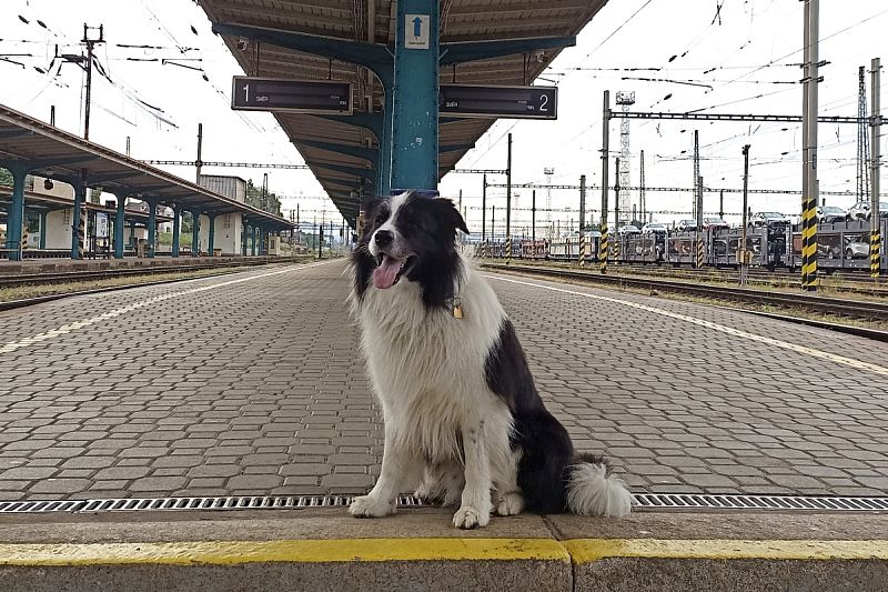 Postupové zkoušky dogdancingu – Svitavy 1. 6. 2025