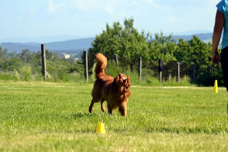 Seriál Obedience Javorka - JARNÍ závod