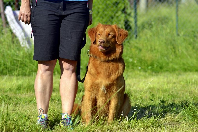 Seriál Obedience Javorka - JARNÍ závod