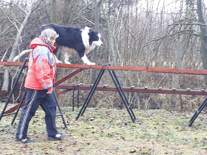 Tréninková lekce na překážkách