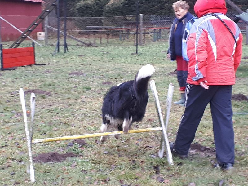 Tréninková lekce na překážkách