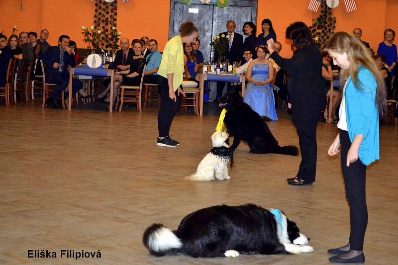 Vystoupení s dogdancingem v Národním domě