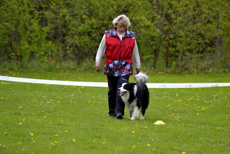 Závody Obedience Heřmanův Městec