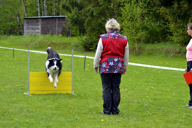 Závody Obedience Heřmanův Městec