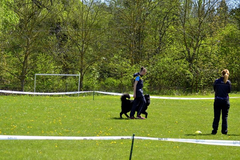 Závody Obedience Heřmanův Městec