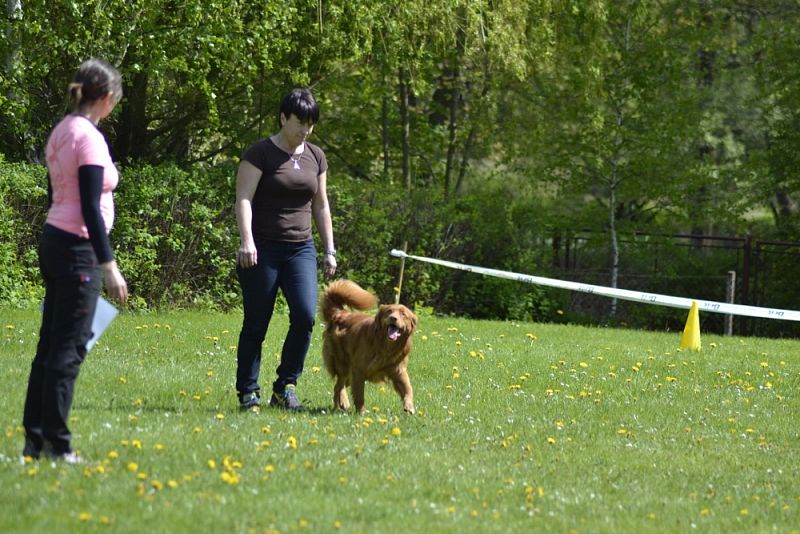 Závody Obedience Heřmanův Městec