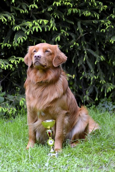 Závody Obedience Heřmanův Městec