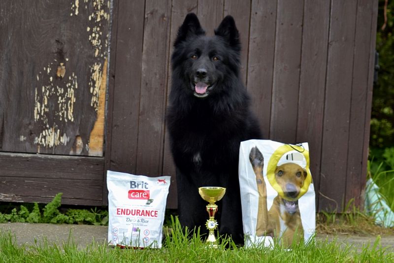 Závody Obedience Heřmanův Městec