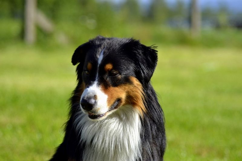 Závody Obedience Ostrava-Třebovice