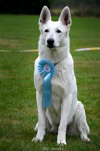 Zkoušky z Dogdancingu