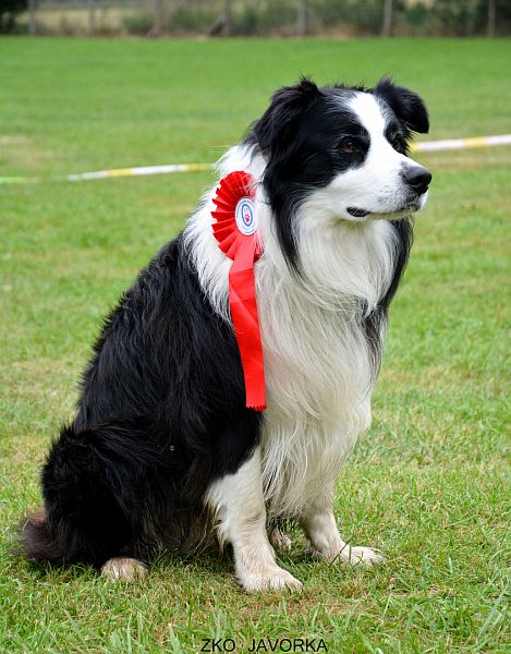 Zkoušky z Dogdancingu